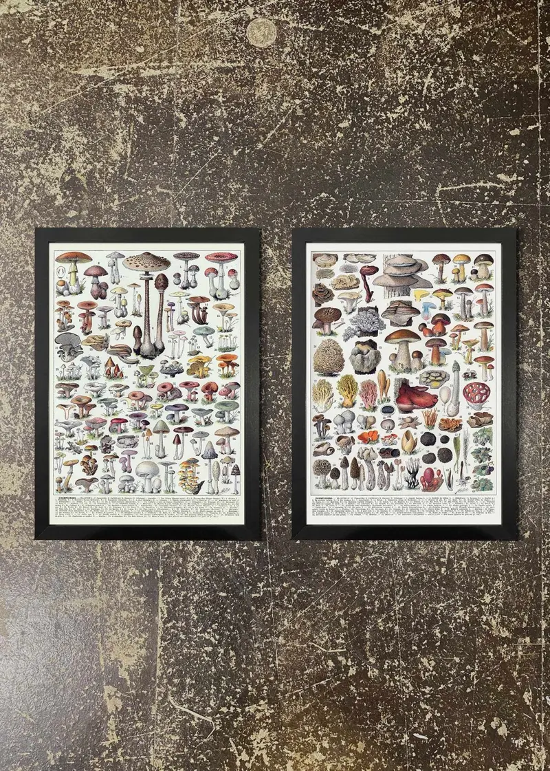 Botanical Mushroom Chart Prints In Frames – Pair 1